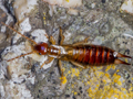 Forficula lesnei
